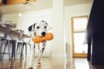 West Paw Qwizl™ Предизвикателство + Дъвчене + Лакомство, серия Zogoflex™